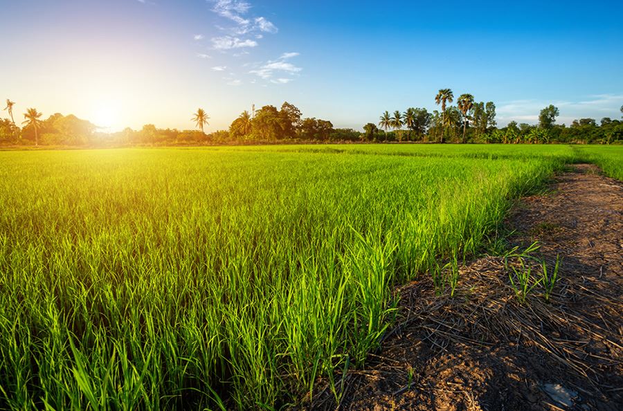 Image de la catégorie Contrôleurs d'humidité Grain - Foin - Fourrage